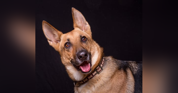 image for Ensuring Ethical Dog Acquisition: Avoiding Backyard Breeders