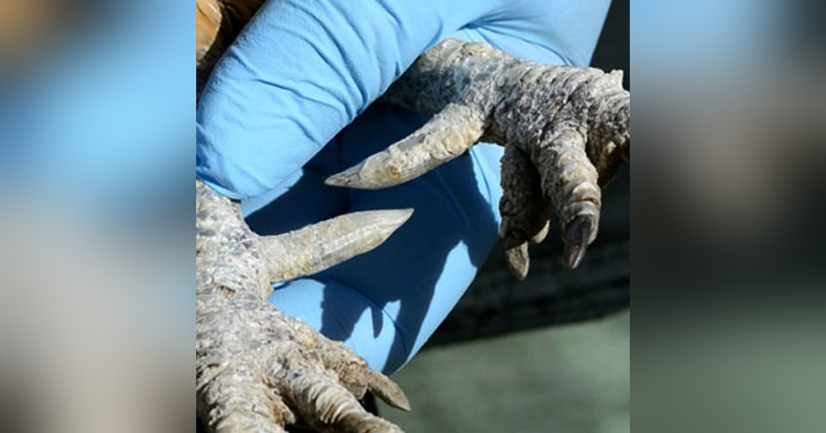 Historias de Miedo Enero 30 de 2023 PATAS DE GALLINA Historias de Miedo Enero 30 de 2023 PATAS DE GALLINA