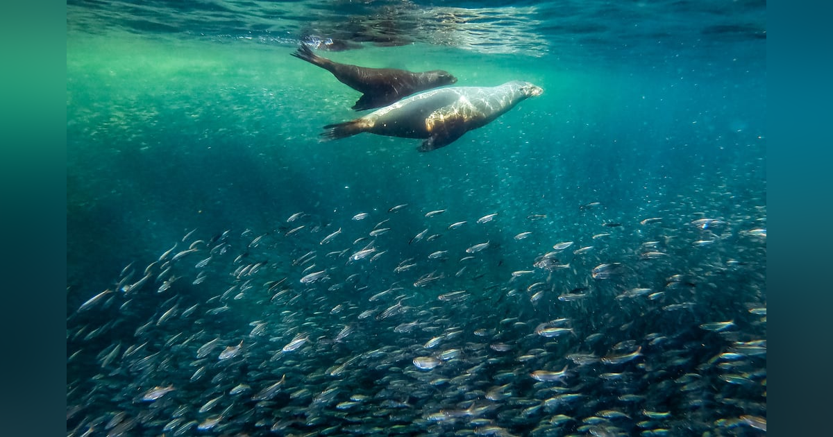 Dancing with Sea Lions: Lindsay Pullin on how a dive with Sea Lions in a kelp forest held a deeper connection Dancing with Sea Lions: Lindsay Pullin on how a dive with Sea Lions in a kelp forest held a deeper connection