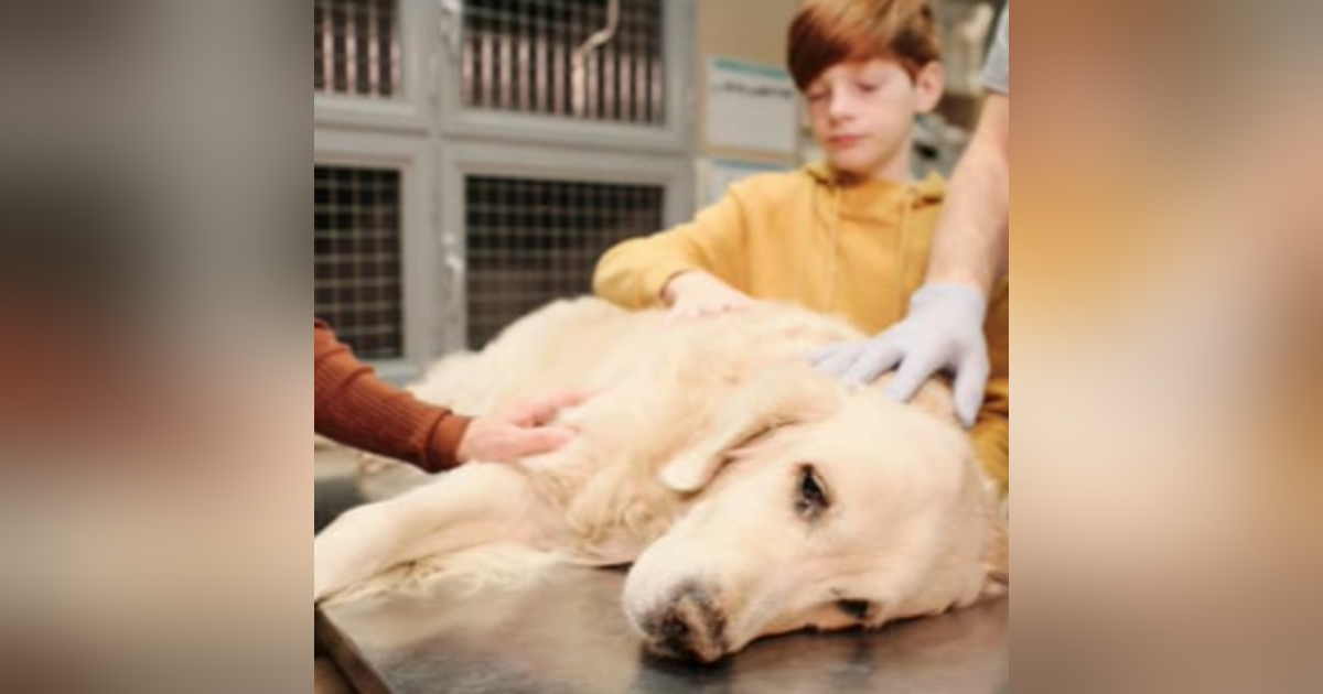 #80: Everything you need to know about canine lymphoma. With Dr Penny Thomas #80: Everything you need to know about canine lymphoma. With Dr Penny Thomas