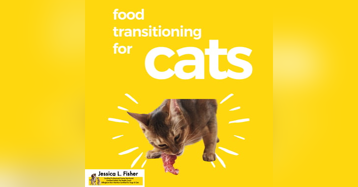 image for How To Change Your Cat's Food: A Step-By-Step Guide