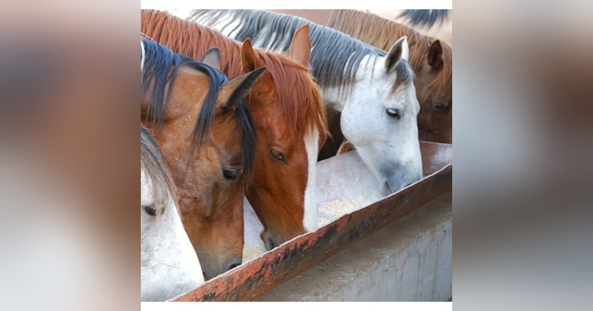 Ashley On - Hempseed as Horse Feed with Kristine Ely, PhD. Ashley On - Hempseed as Horse Feed with Kristine Ely, PhD.