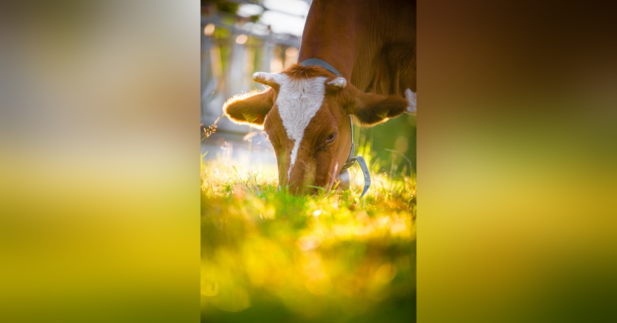 I Want to Grow up To Be a Cow I Want to Grow up To Be a Cow