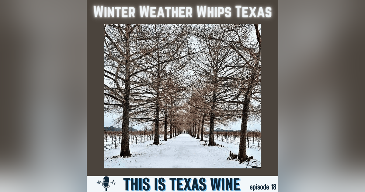Winter Weather Whips Texas: What's Next for Texas Wine? Winter Weather Whips Texas: What's Next for Texas Wine?