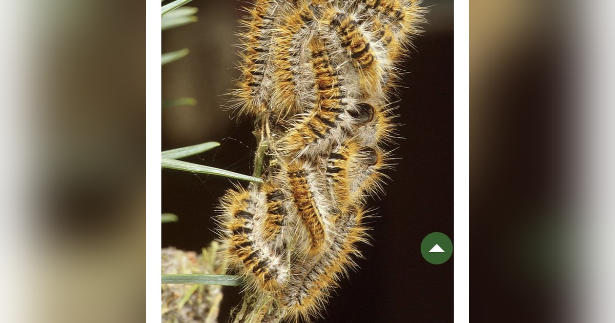Caterpillars are dangerous to golfers #audio365 Caterpillars are dangerous to golfers #audio365
