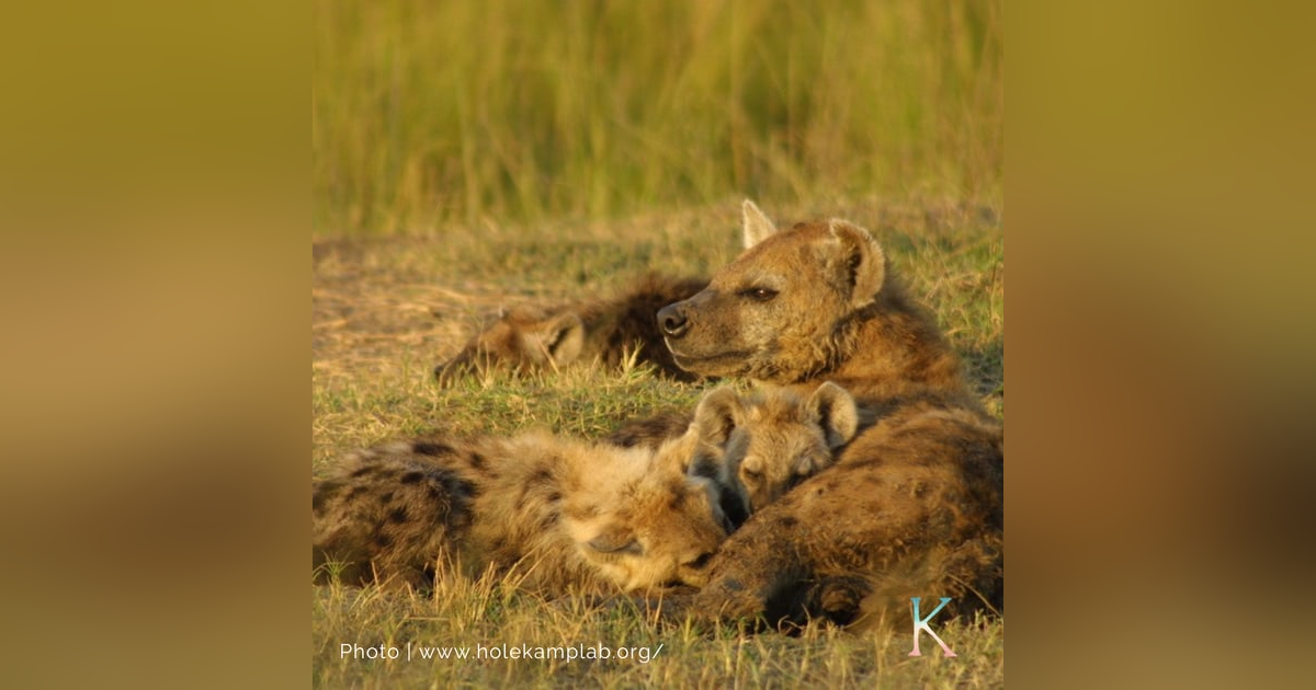 Hyenas! | With Dr. Kay Holekamp, Behavioral Ecologist Hyenas! | With Dr. Kay Holekamp, Behavioral Ecologist