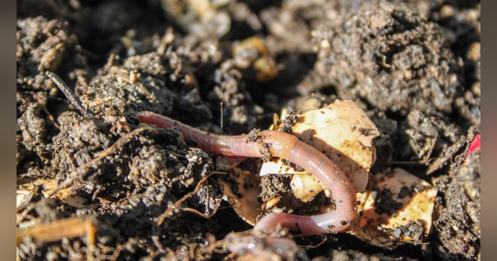 image for The Power of Composting and Laughter Therapy: An Insight with Cathy Nesbitt