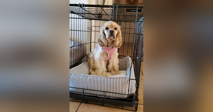 image for Beyond House Training: The Unexpected Benefits of Crating Your Dog