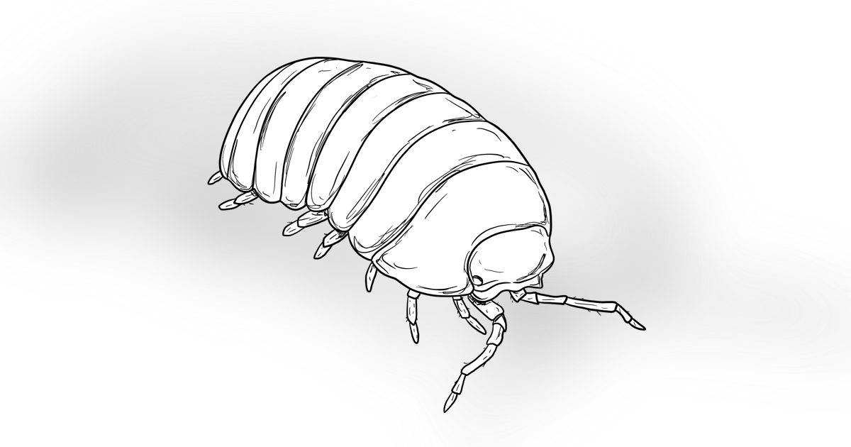 The Woodlouse The Woodlouse