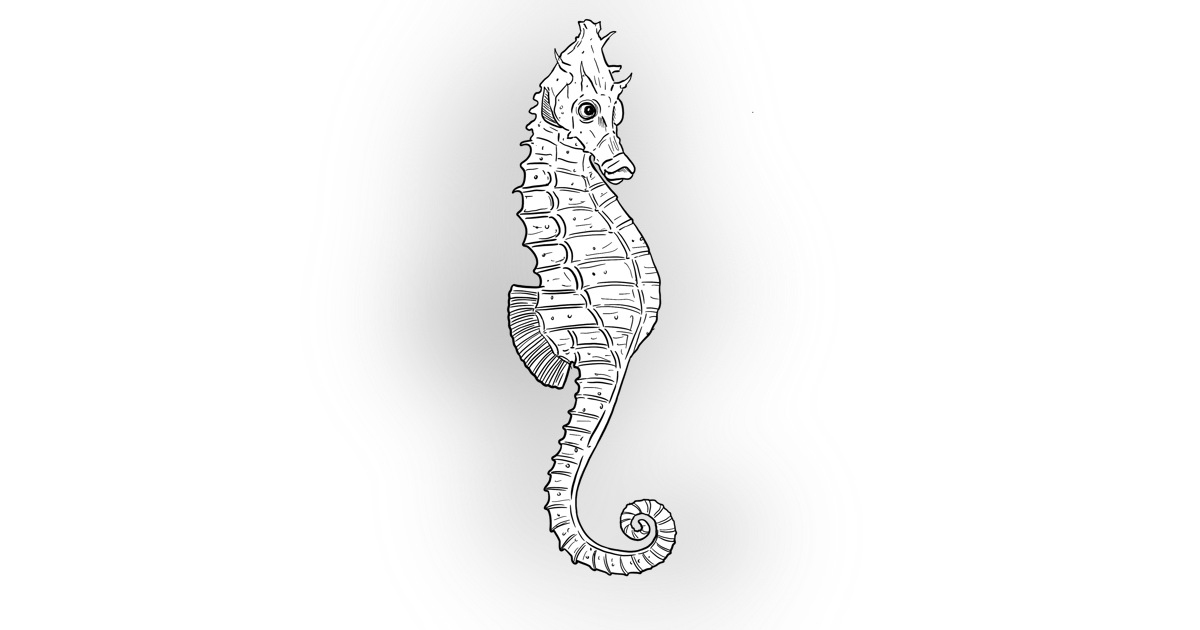The Short Snouted Seahorse The Short Snouted Seahorse