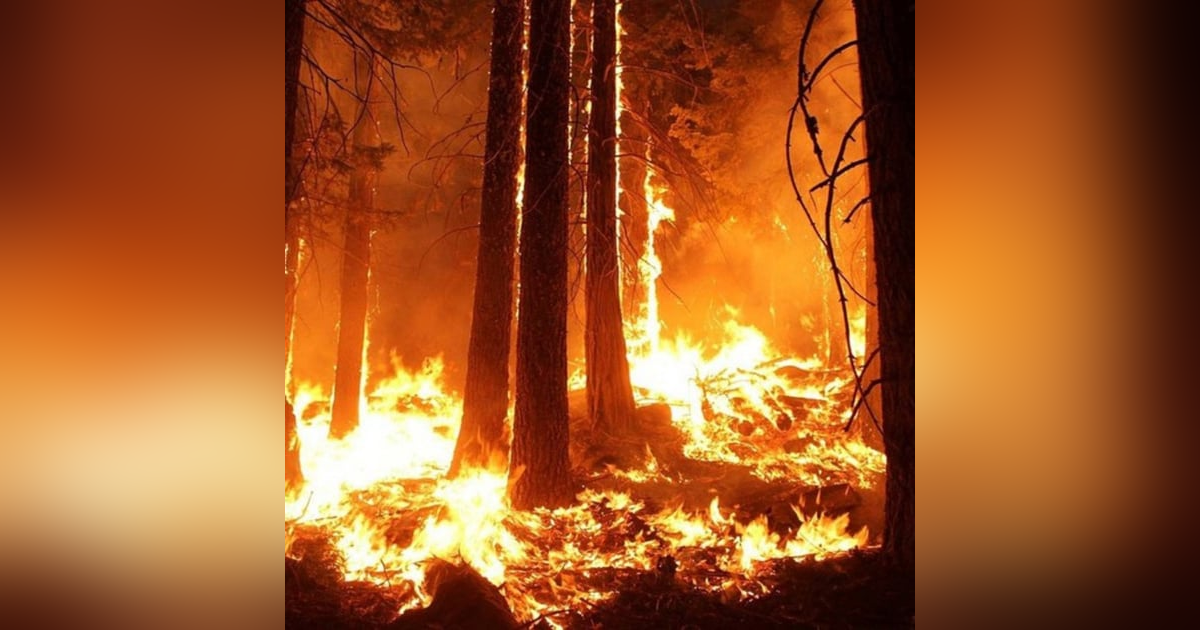 212: The Amazon Burning and Us 212: The Amazon Burning and Us