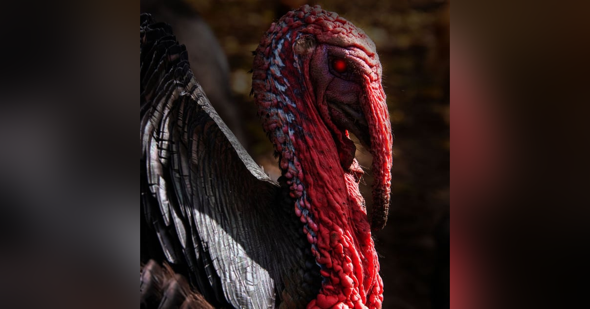Ep.166 – Turkey Terror - The Thanksgiving Hunt is On! Ep.166 – Turkey Terror - The Thanksgiving Hunt is On!