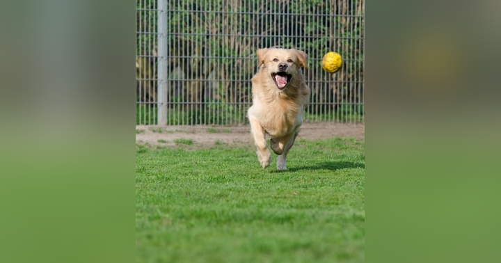 image for Choosing the Right Pet Boarding Facility: Mistakes to Avoid