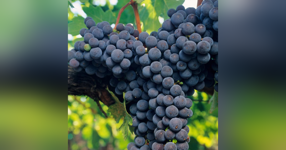 Wine Country Resiliency: A conversation with Bill Boerum, Wine Industry Entrepreneur. Wine Country Resiliency: A conversation with Bill Boerum, Wine Industry Entrepreneur.