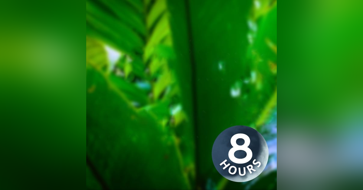 Rainforest Rain Sounds for Relaxation 8 Hours | Sleep or Study | White Noise Rainforest Rain Sounds for Relaxation 8 Hours | Sleep or Study | White Noise
