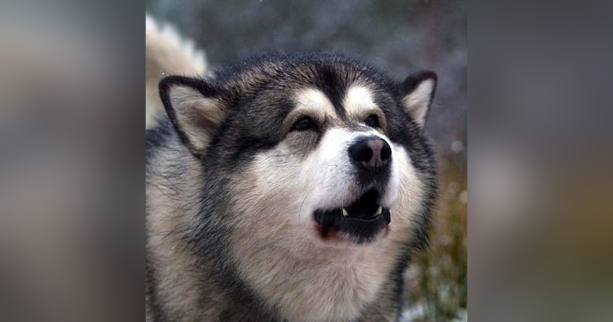 Historias de Miedo Octubre 11 de 2022 POPIS Y LOS PERROS QUE HABLAN Historias de Miedo Octubre 11 de 2022 POPIS Y LOS PERROS QUE HABLAN