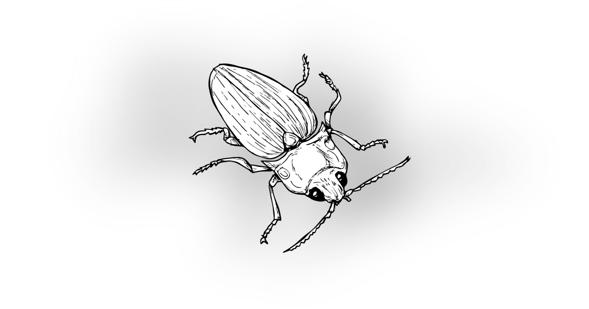 The Click Beetle The Click Beetle