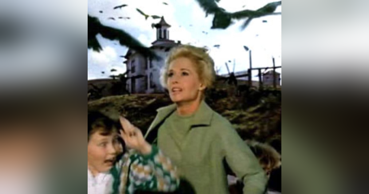 The Birds. Alfred Hitchcock 1963 The Birds. Alfred Hitchcock 1963