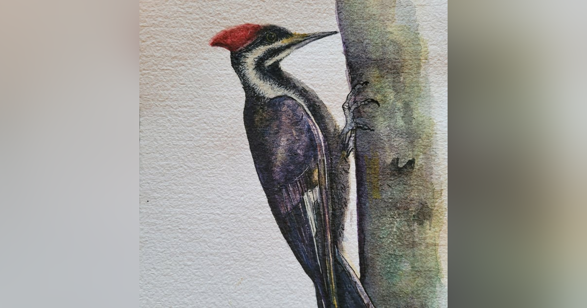 Woodpeckers Woodpeckers