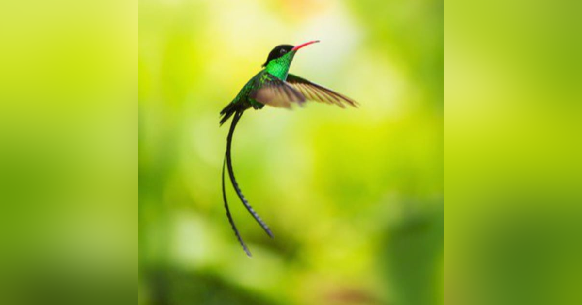 Jamaican Funk Part 2 - With Zack Mitchell, Johnny Latu, and Kendalle Getty Jamaican Funk Part 2 - With Zack Mitchell, Johnny Latu, and Kendalle Getty