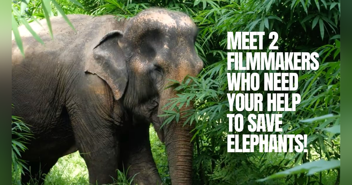 UnchainedTV: Let's Save Some Elephants NOW! UnchainedTV: Let's Save Some Elephants NOW!