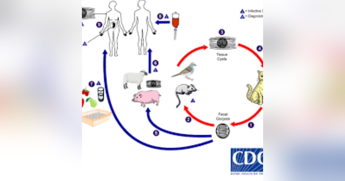 S8 E4: Here Kitty Kitty: The Story of Toxoplasma gondii S8 E4: Here Kitty Kitty: The Story of Toxoplasma gondii