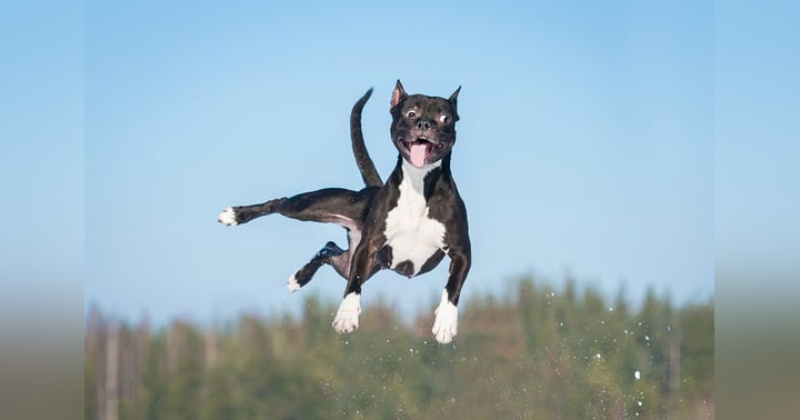 image for Is it time to hire a dog trainer? Signs you need professional help.