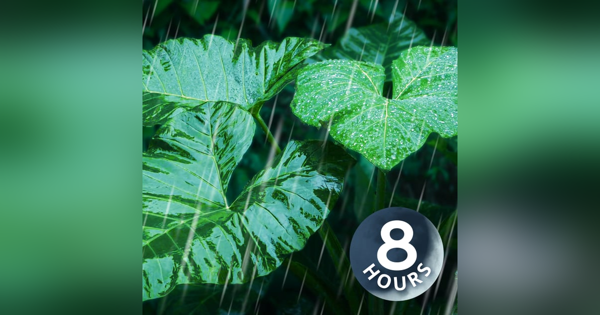 Relax with Rainstorm on Forest Leaves | 8 Hour White Noise Rain Sounds for Sleep Relax with Rainstorm on Forest Leaves | 8 Hour White Noise Rain Sounds for Sleep