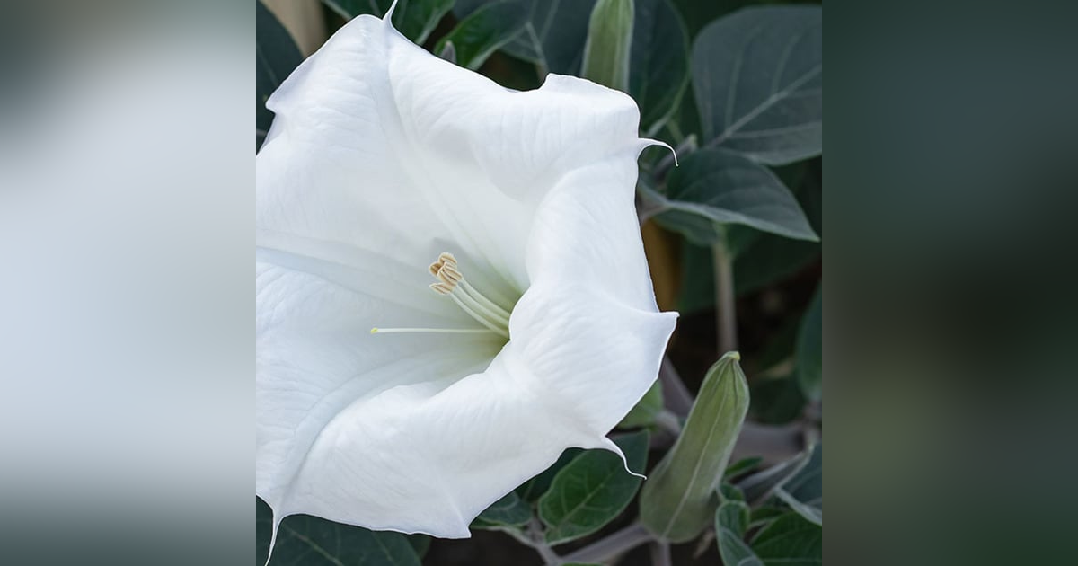 Historias de Miedo Agosto 22 de 2024 TOLOACHE Historias de Miedo Agosto 22 de 2024 TOLOACHE