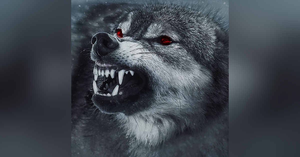 Five Stories of Wolf Beasts! Five Stories of Wolf Beasts!