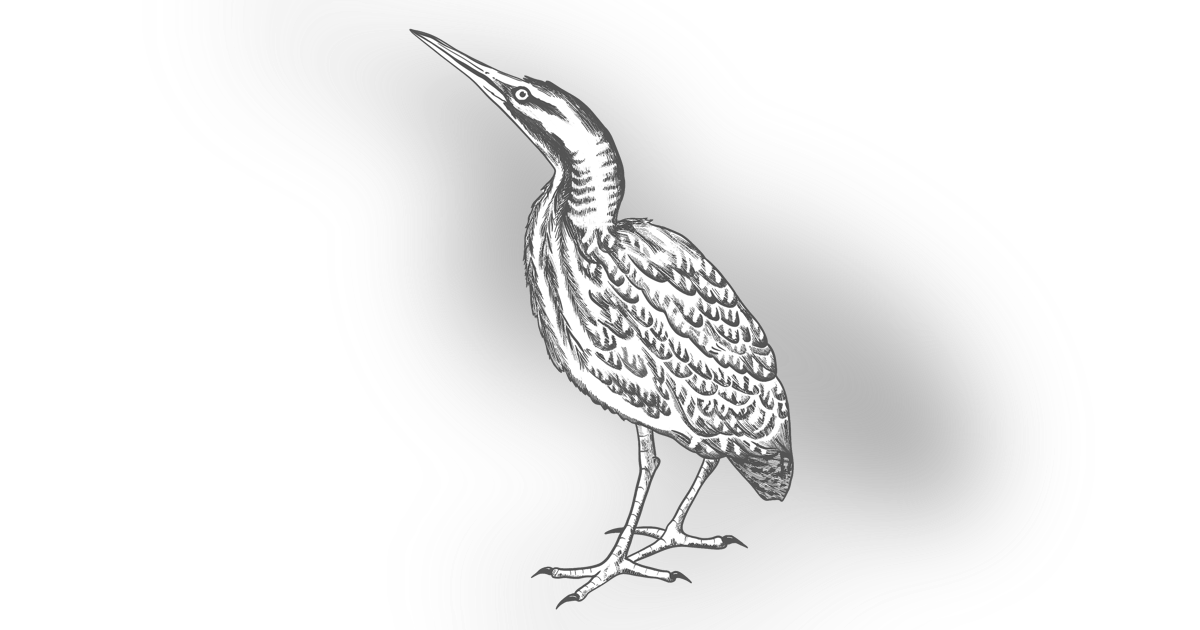 The Bittern The Bittern