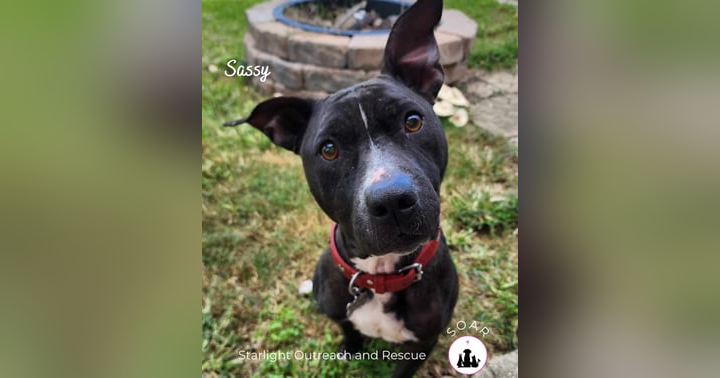 image for Breaking the Loneliness Barrier: Pets as Companions and Social Catalysts