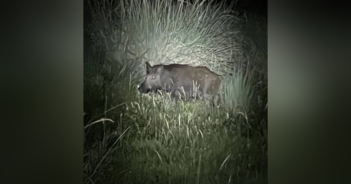Historias de Miedo Diciembre 4 de 2023 LO QUE PASO EN PANUCO Historias de Miedo Diciembre 4 de 2023 LO QUE PASO EN PANUCO