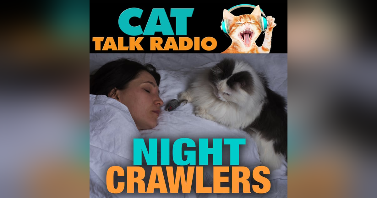 Night Crawlers: Why Cats Go Wild After Dark Night Crawlers: Why Cats Go Wild After Dark
