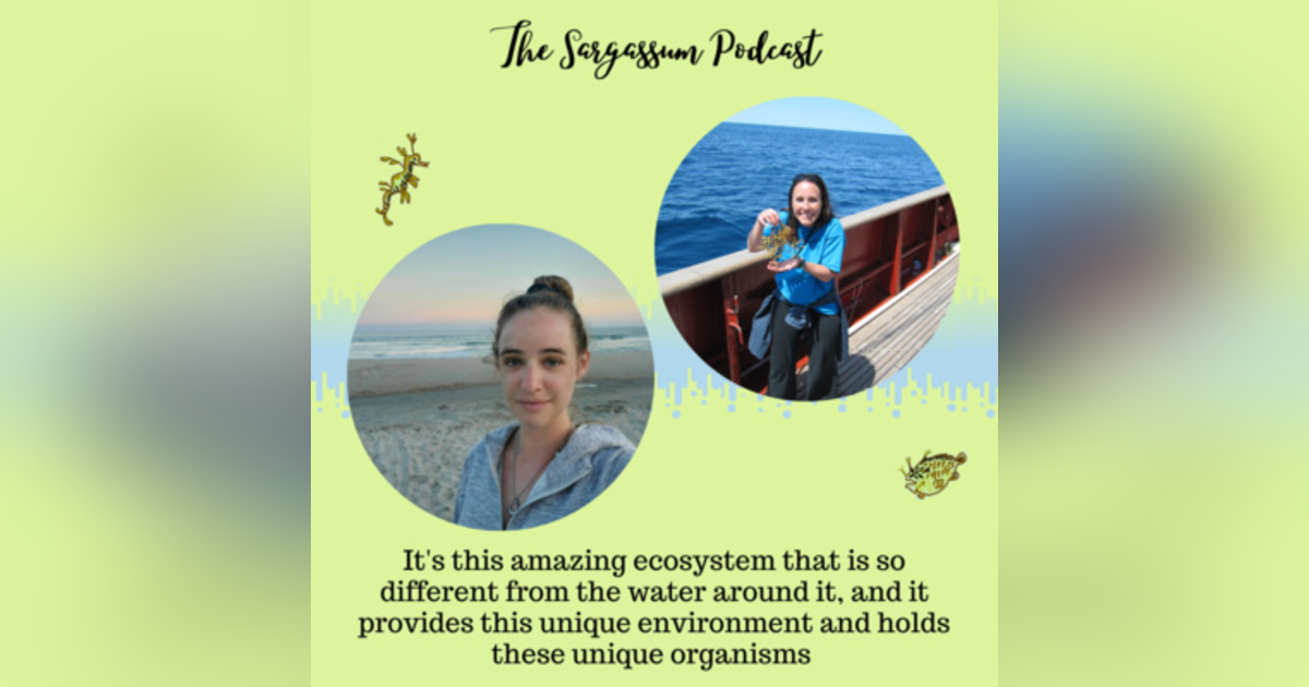Ep36: The Living Ecological Community within Sargassum with Lindsay Martin & Amy Siuda Ep36: The Living Ecological Community within Sargassum with Lindsay Martin & Amy Siuda