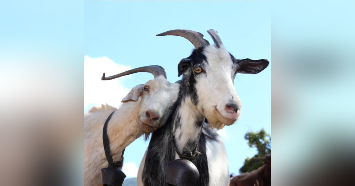 SoberNotMature - Episode 120 (Getting The Goat's Consent) SoberNotMature - Episode 120 (Getting The Goat's Consent)