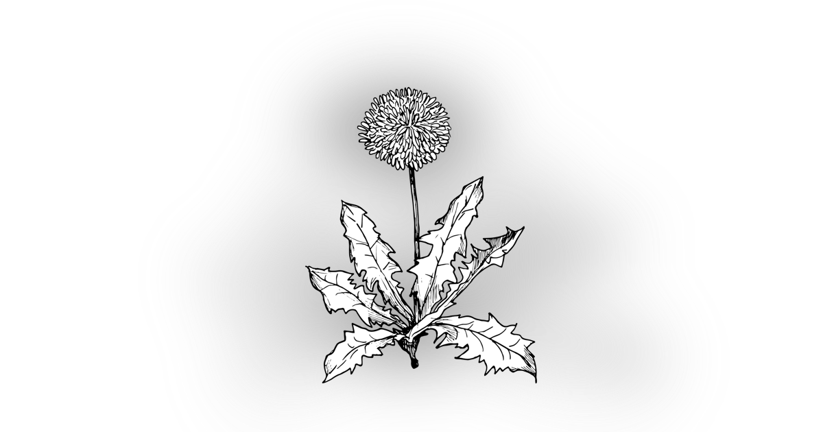 The Dandelion The Dandelion