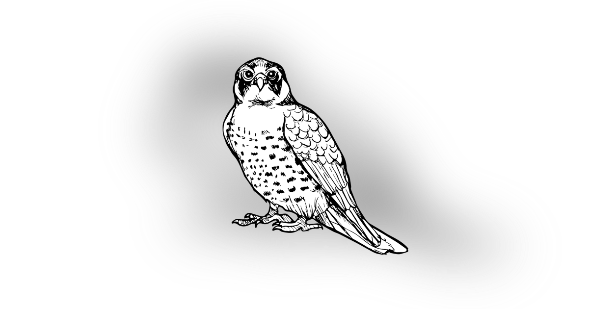 The Peregrine Falcon The Peregrine Falcon