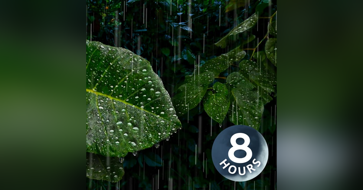 Heavy Rain Sounds Deep in the Rainforest | 8 Hour Rain White Noise for Deep Sleep Heavy Rain Sounds Deep in the Rainforest | 8 Hour Rain White Noise for Deep Sleep