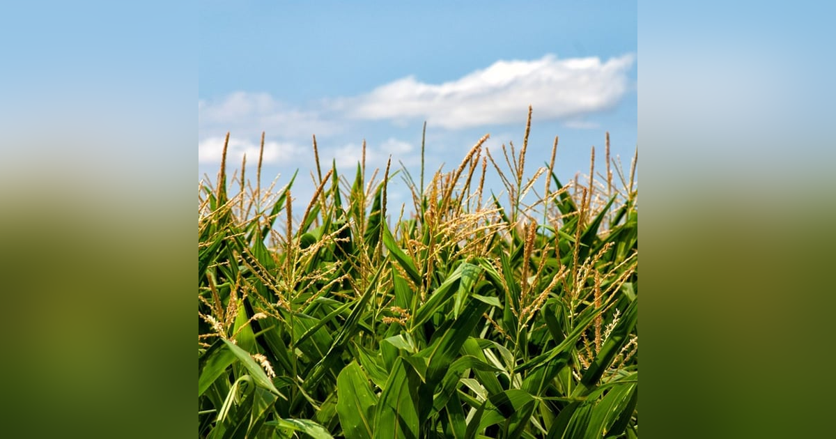 Historias de Miedo Octubre 20 de 2022 ALIENS EN GUERRERO Historias de Miedo Octubre 20 de 2022 ALIENS EN GUERRERO