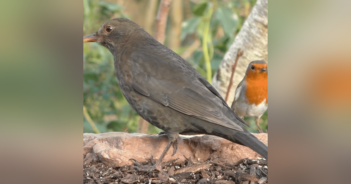 S202412 Ep3: Paul O'Mahony "WALKING WITH BIRDSONG, WATER & LOUIS". #DecPodPoMo Day 3/31 S202412 Ep3: Paul O'Mahony "WALKING WITH BIRDSONG, WATER & LOUIS". #DecPodPoMo Day 3/31