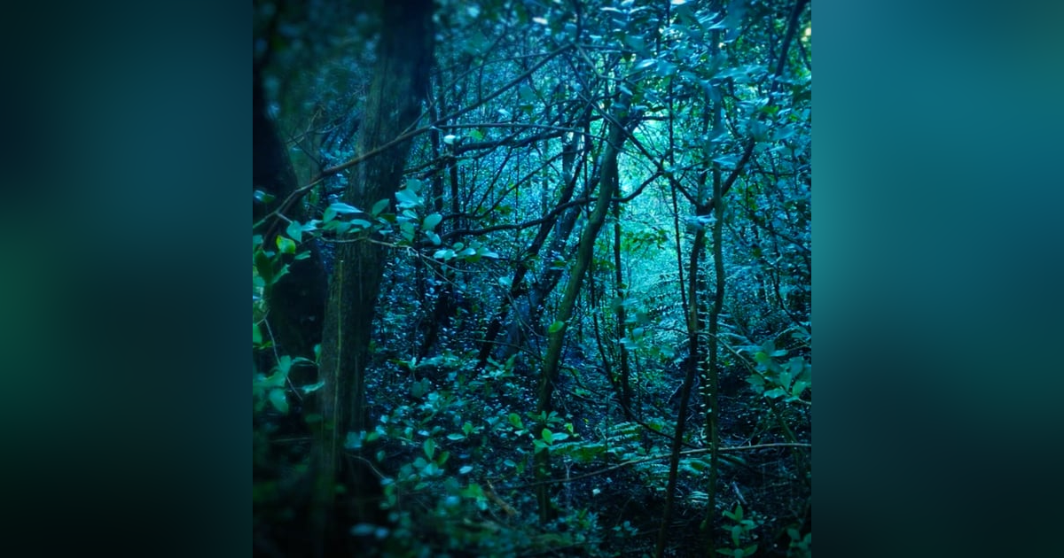 12 Hours Rain in Forest White Noise | Sleep, Study or Focus to Rainstorm 12 Hours Rain in Forest White Noise | Sleep, Study or Focus to Rainstorm