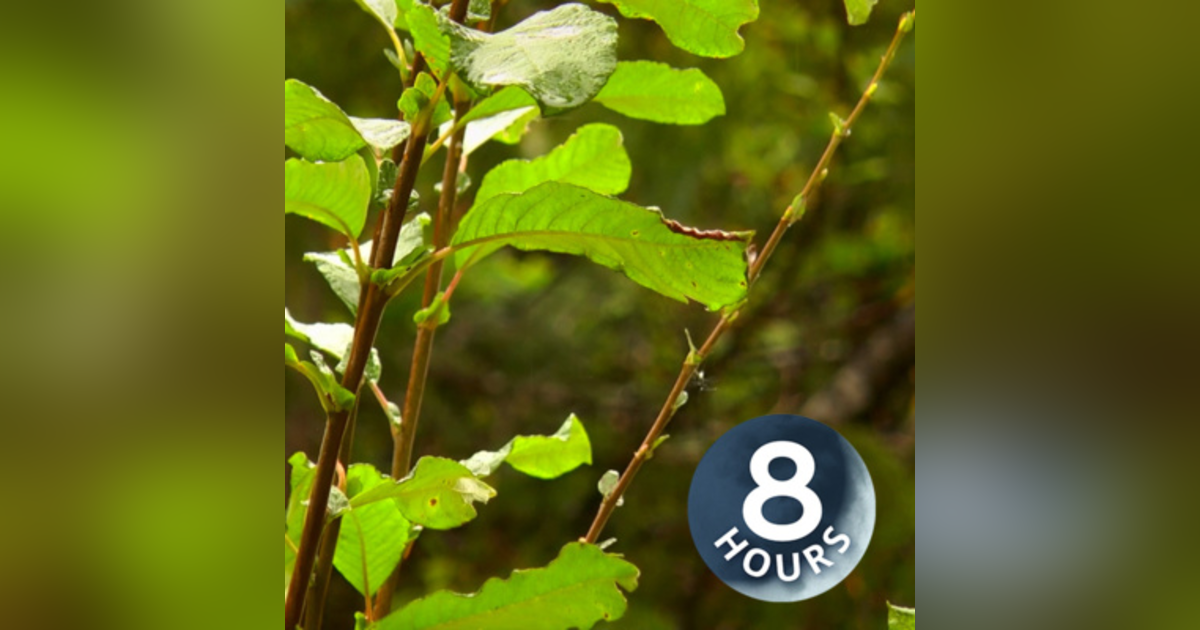 Rain in Forest 8 Hours | Sleep, Study or Relax to Rainstorm White Noise Rain in Forest 8 Hours | Sleep, Study or Relax to Rainstorm White Noise