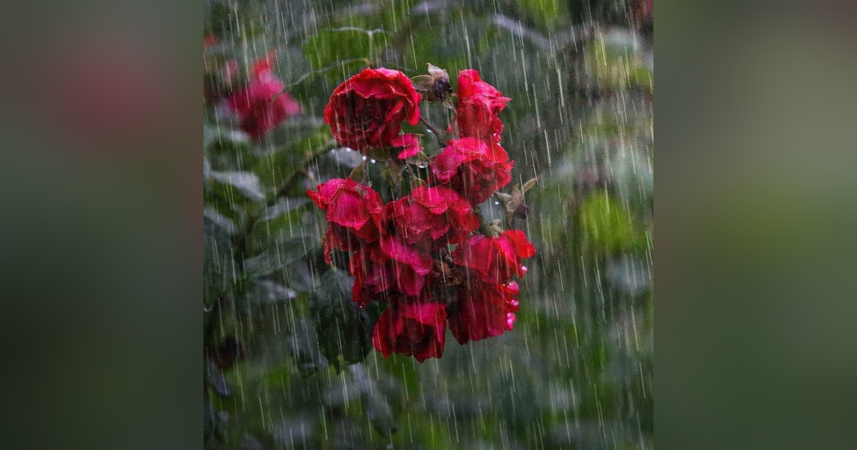 Heavy Rain Natural Relaxing Music for Deep Relaxation and Stress Relief Heavy Rain Natural Relaxing Music for Deep Relaxation and Stress Relief