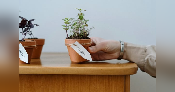 image for The Marvelous Benefits of Cultivating An Herb Garden