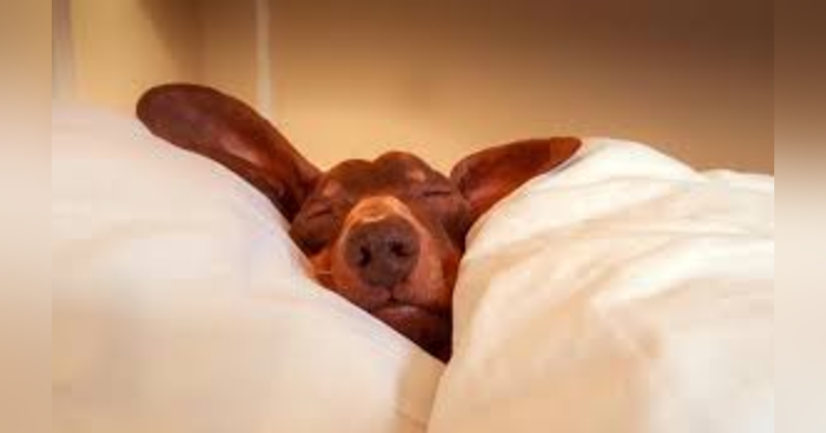 Tips For Better Sleep Tips For Better Sleep