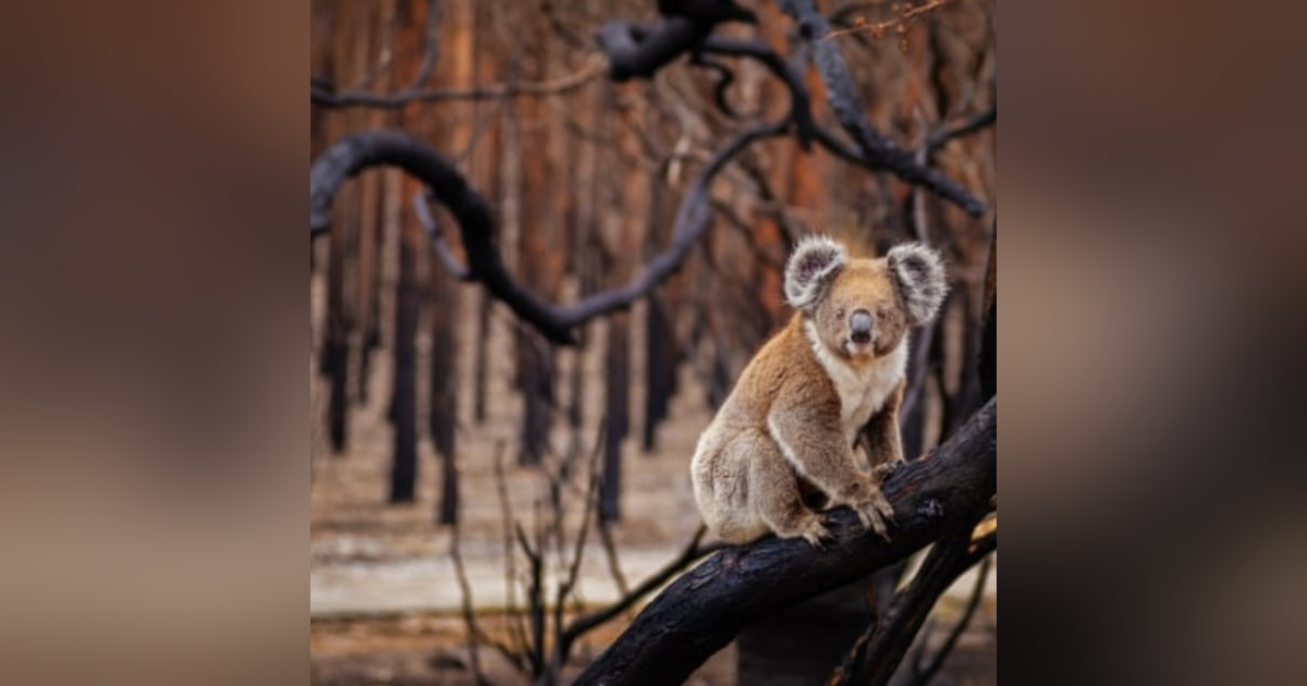 After the storm. Bushfire special series with Liz Crowe - Part Three After the storm. Bushfire special series with Liz Crowe - Part Three