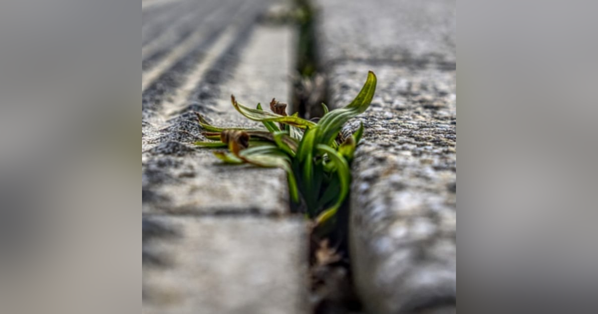 Weeding Through Dating Profiles (Ask Your Dating Expert Suzie) Weeding Through Dating Profiles (Ask Your Dating Expert Suzie)